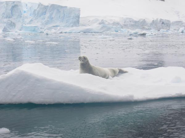 Antarctic wildlife